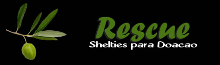 Shelties para Ado&ccedil;&atilde;o