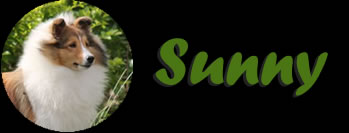 Sunny
